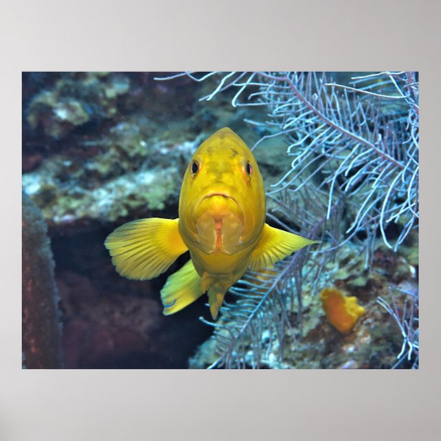 Coney in Gelb Poster (Vorne)