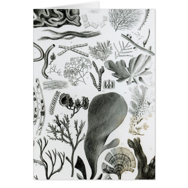 Conferra Fucus (Vorne)