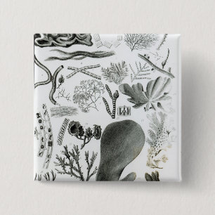 Conferra Fucus Button