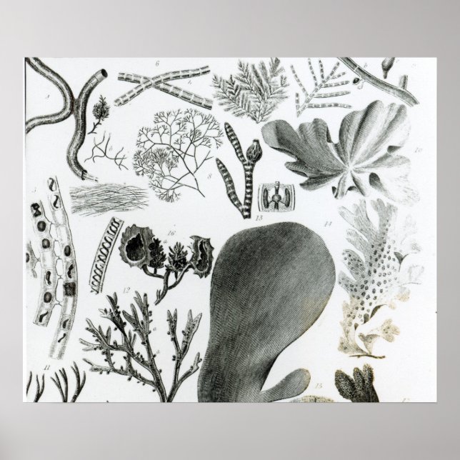 Conferra Fucus Poster (Vorne)