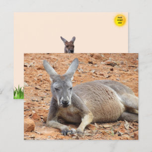 Confident Kangaroo Postcard Postkarte