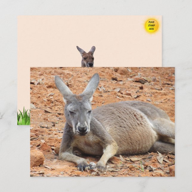 Confident Kangaroo Postcard Postkarte (Vorne/Hinten)
