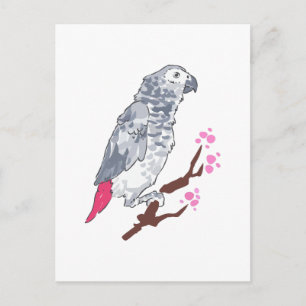 CONGO AFRICAN GRAY PARROT POSTKARTE