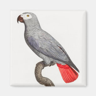 CONGO GRAY PARROT MAGNET