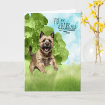Congratulations reBARKable Cairn Terrier Dog