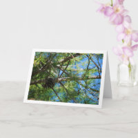 Conifer Cone on Pine Tree