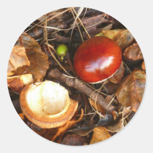 Conker-und Samen-Kasten-Aufkleber Runder Aufkleber