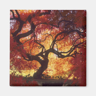 Connecticut: Darien, japanischer Ahorn "Acer Magnet