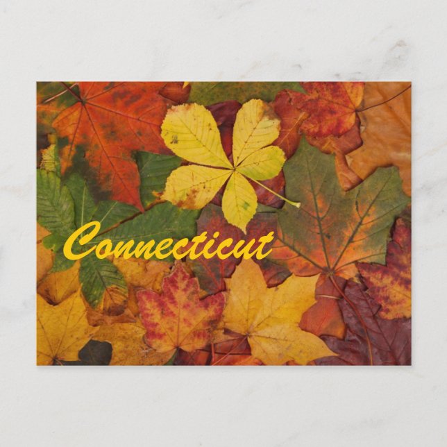 Connecticut Herbstleaves Postkarte (Vorderseite)