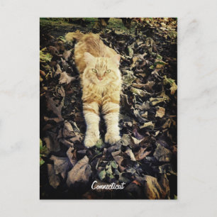 Connecticut Kitty Postcard Postkarte