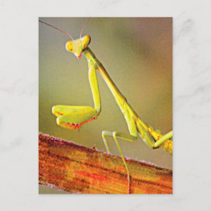 Connecticut Praying Mantis Postkarte