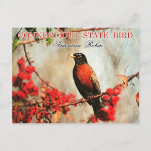 Connecticut Staat Bird - American Robin Postkarte