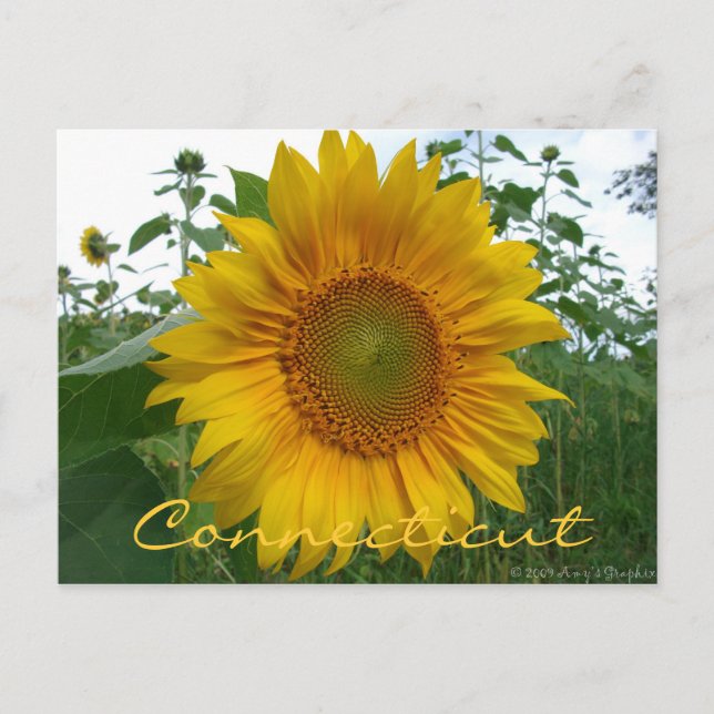 Connecticut Sunflower Postcard Postkarte (Vorderseite)