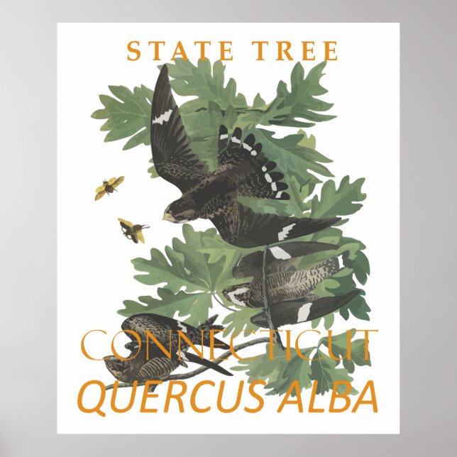 Connecticut-Territoriumsbaum The Charter Oak Poster (Vorne)