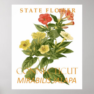Connecticut-Territoriumsblume Mirabilis jalapa Poster