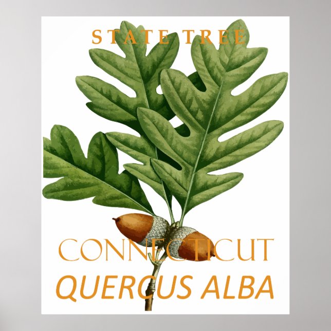 Connecticut Territory Tree The White Oak Poster (Vorne)