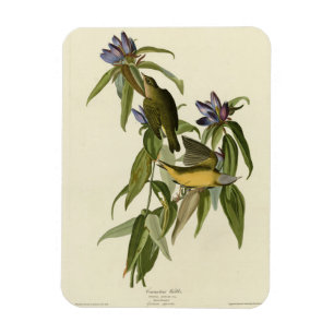 Connecticut Warbler - Audubons Vögel in Amerika Magnet