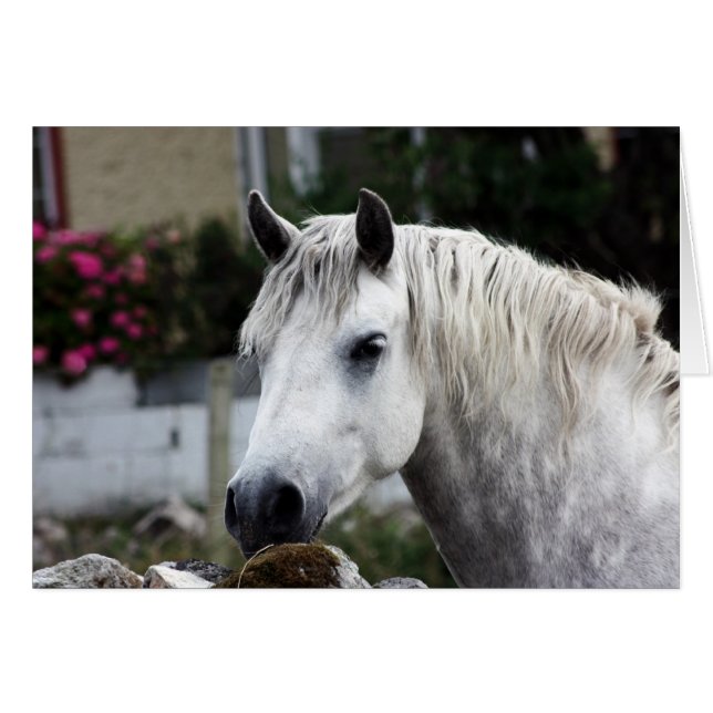 Connemara Pony (Vorderseite (Horizontal))