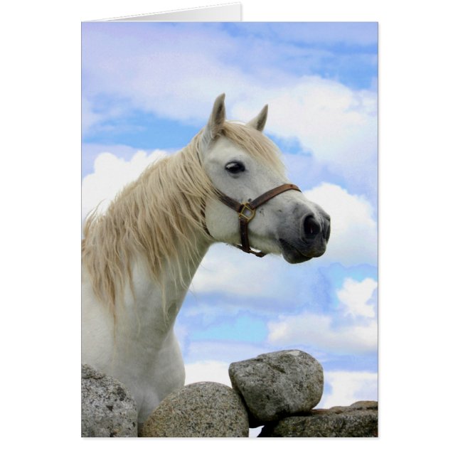 Connemara Pony (Vorne)