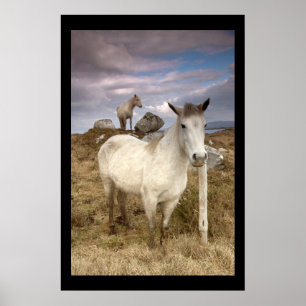 Connemara Ponys. Plakat durch cARTerART