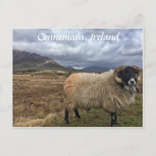Connemara Sheep, Irland Postcard Postkarte