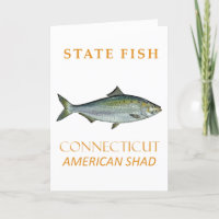 Conneticut Territory Fish The American Shad