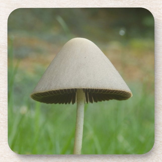 Conocybe rickenii Pilz Hard Plastic Untersetzer (Vorderseite)