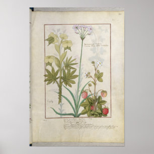 Consiligo, Burreed und Strawberry Poster