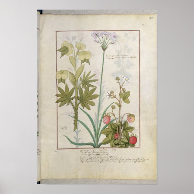 Consiligo, Burreed und Strawberry Poster (Vorne)