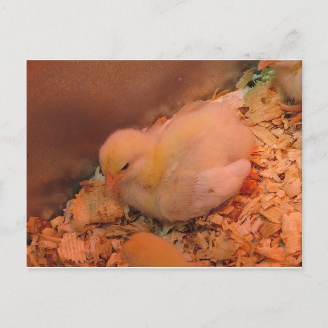 Contemplative Chick Postkarte (Vorderseite)