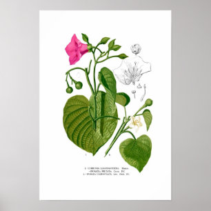 Convolvulaceae spp. poster