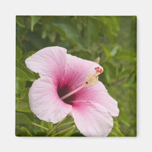 Cook Islands, Atiu. Hibiskus Blume. Magnet