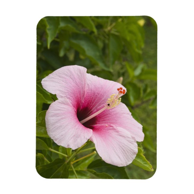 Cook Islands, Atiu. Hibiskus Blume. Magnet (Vertikal)