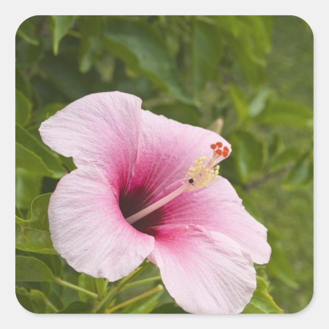 Cook Islands, Atiu. Hibiskus Blume. Quadratischer Aufkleber (Vorderseite)