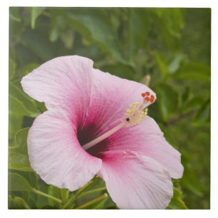 Cook Islands, Atiu. Hibiskusblüte. Fliese