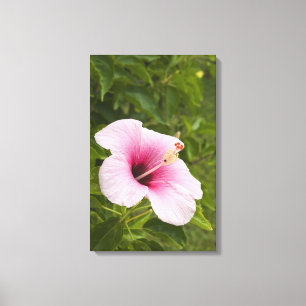 Cook Islands, Atiu. Hibiskusblüte. Leinwanddruck