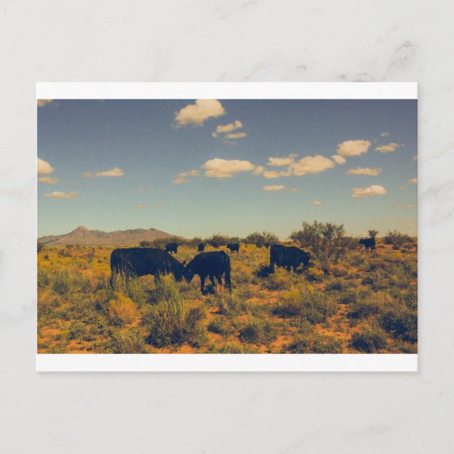 Cookes Peak Postcard 07 Postkarte (Vorderseite)