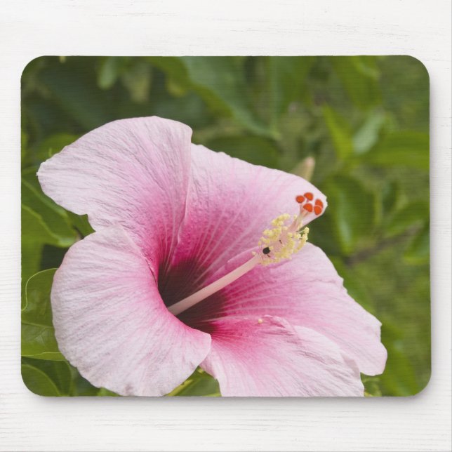 Cookinseln, Atiu. Blume des Hibiskus. Mousepad (Vorne)