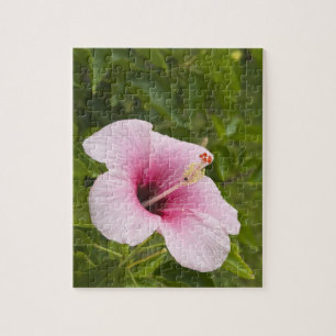 Cookinseln, Atiu. Blume des Hibiskus. Puzzle