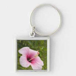 Cookinseln, Atiu. Blume des Hibiskus. Schlüsselanhänger