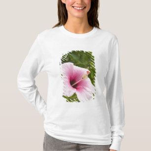 Cookinseln, Atiu. Blume des Hibiskus. T-Shirt