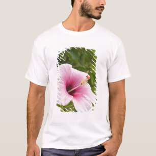 Cookinseln, Atiu. Blume des Hibiskus. T-Shirt