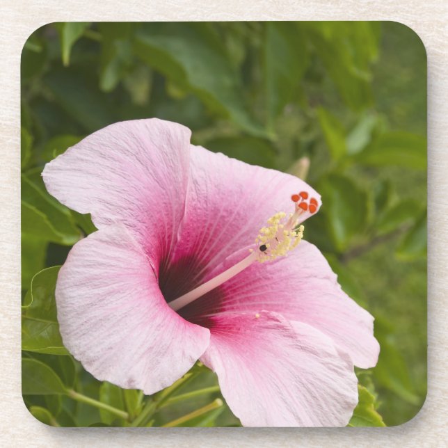 Cookinseln, Atiu. Blume des Hibiskus. Untersetzer (Vorderseite)