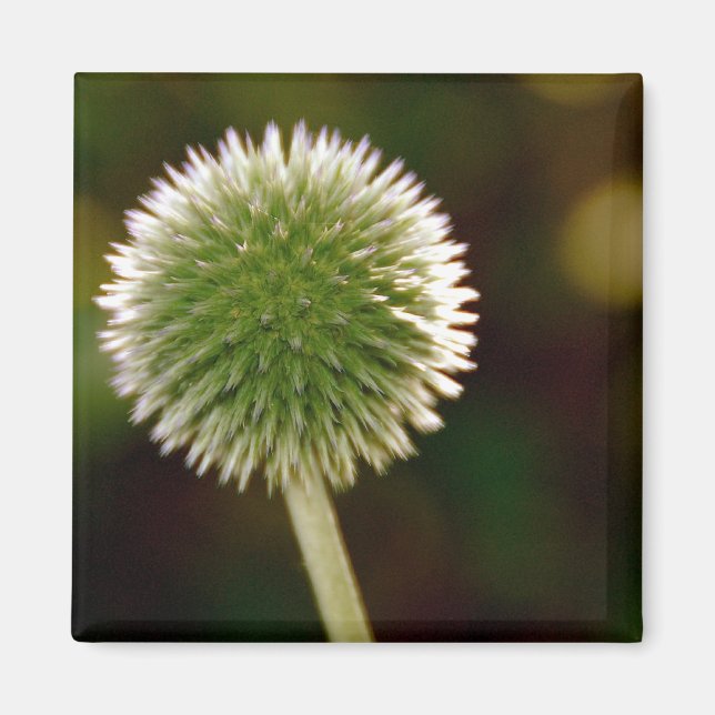 Cool Globe Thistle Magnet (Vorne)