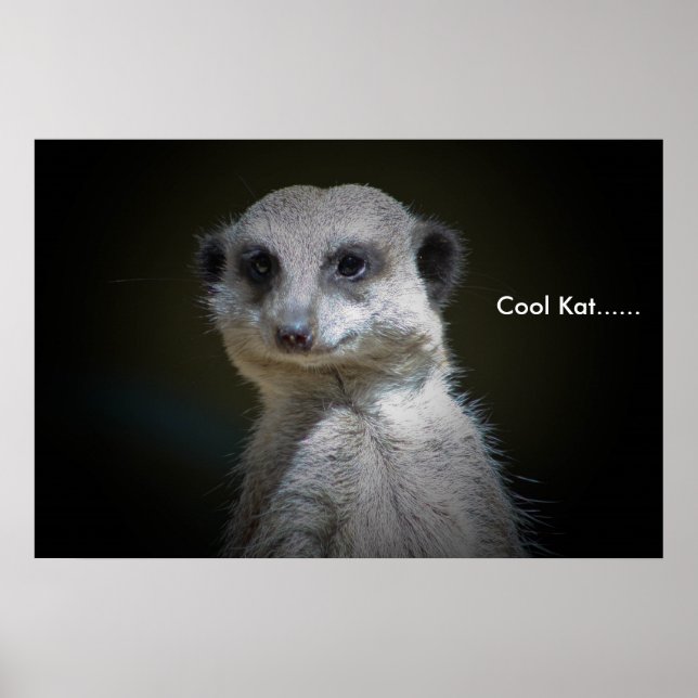 Cool Kat...... Poster (Vorne)