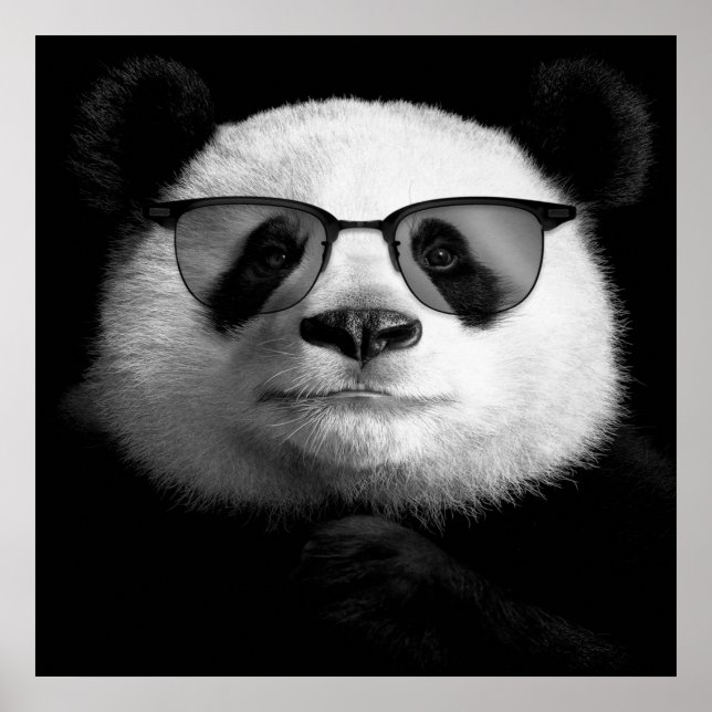 Cool Panda Poster | Niedlich Panda Lover (Vorne)