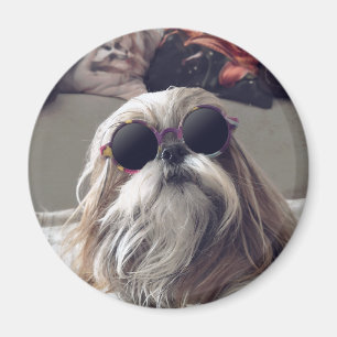 Cool Shih Tzu lang haar Vintag Sonnenbrille Foto Magnet
