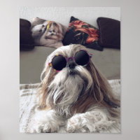 Cool Shih Tzu lang haar Vintag Sonnenbrille Foto