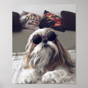 Cool Shih Tzu lang haar Vintag Sonnenbrille Foto Poster
