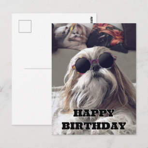 Cool Shih Tzu lange Haare Vintages Foto Geburtstag Postkarte